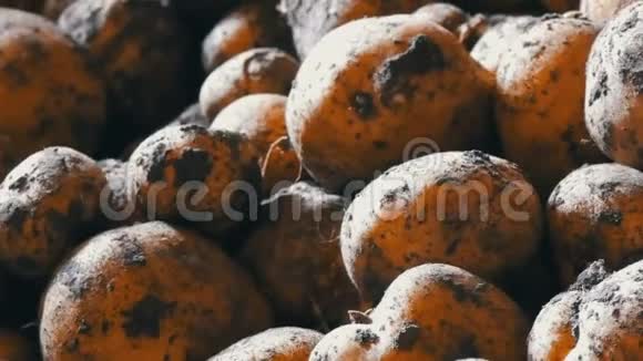 马铃薯收获很多土豆都在谷仓附近视频的预览图