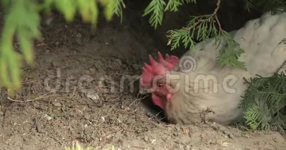 树附近院子里的公鸡特写镜头村里的白公鸡视频的预览图
