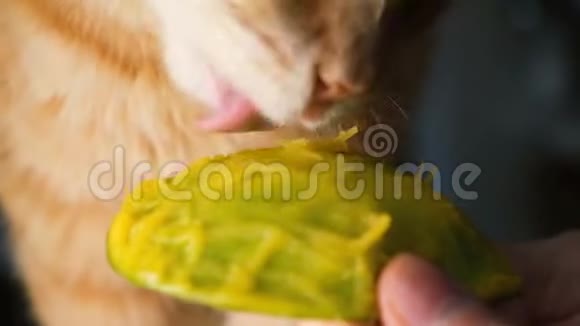家猫吃芒果时从主人手中特写动作缓慢视频的预览图