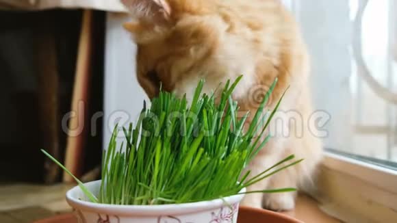 红猫在家里吃青草特写视频的预览图