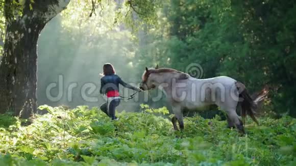 黎明时分女孩和一匹白灰色的马在树林里散步视频的预览图