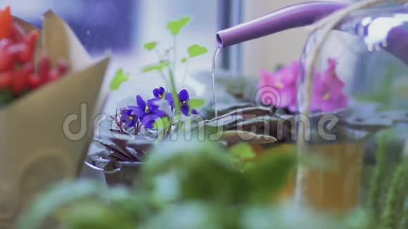 盆栽花卉灌溉使用浇水罐在花店浇一盆花快关门视频的预览图