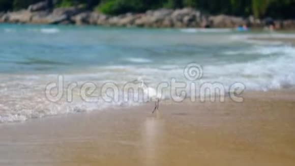 一只小白鹭正和游客在海滩上的海洋上钓鱼抓住并吃鱼视频的预览图