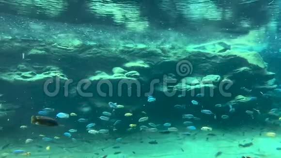 不同种类的热带鱼类及清水下珊瑚视频的预览图