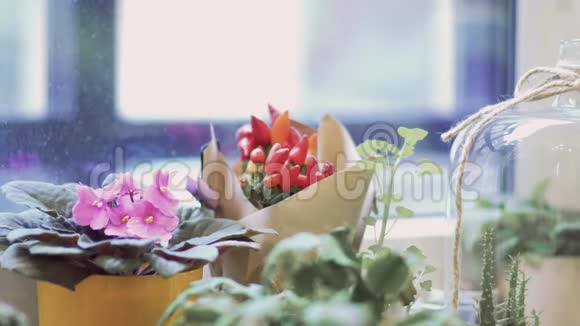 靠在窗户的桌子上站着盆栽的花小仙人掌和家里的花在花盆里注意力从视频的预览图