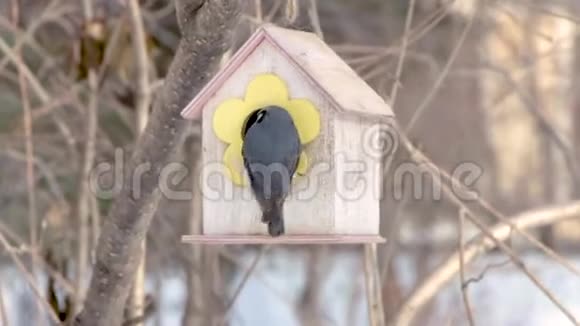 冬天公园里白雪皑皑一群四只灰鸽子长着彩虹的脖子和明亮的眼睛视频的预览图