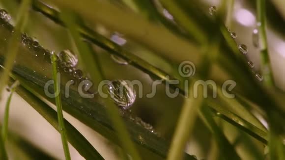 早上的草露水一滴雨绿色草坪宏观的下雨了视频的预览图