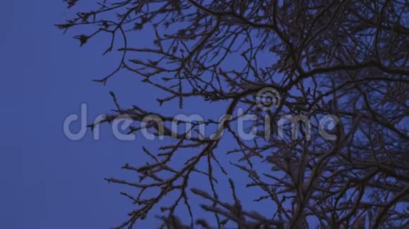 雪枝晚在风中摇曳雪在黑暗中从树上飘落视频的预览图