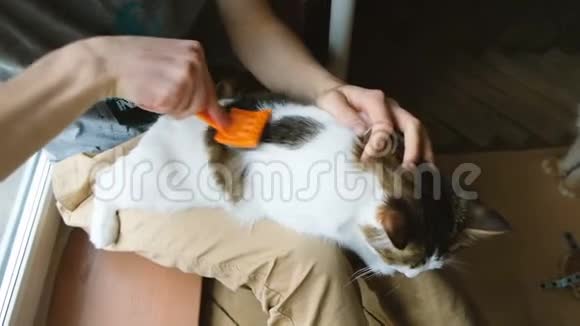 家猫互相舔一个男人抓着一把白色的猫梳慢动作视频的预览图