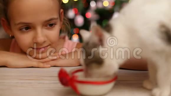 圣诞节时女孩用牛奶喂小猫视频的预览图