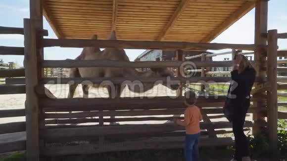 母亲和儿子站在动物园的骆驼附近视频的预览图