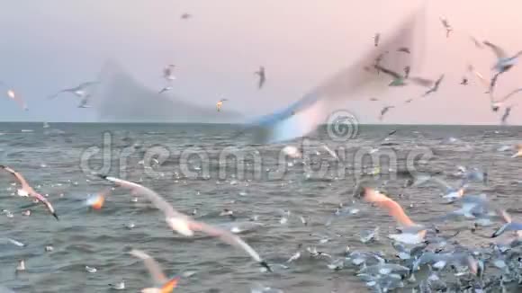 许多海鸥在空中飞翔漂浮在水面上视频的预览图