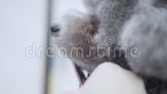 年轻的专业宠物美容师用剪刀剪头上的羊毛给毛茸茸的可爱的小狗理发视频的预览图