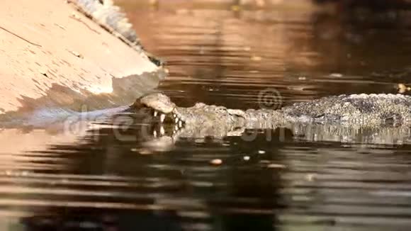 鳄鱼在水里视频的预览图