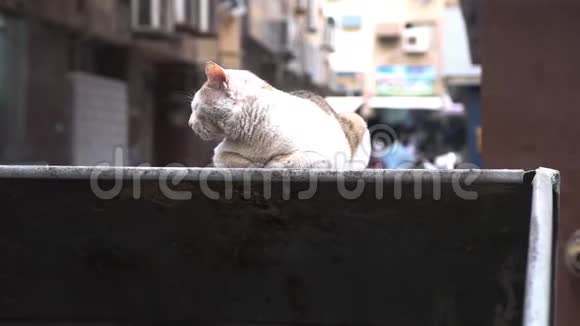 沙比无家可归的猫坐在老阿拉伯城市街道的垃圾箱里视频的预览图
