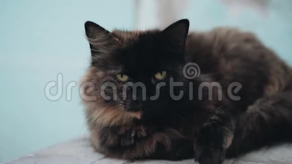 一只漂亮的小猫的特写猫在打哈欠视频的预览图