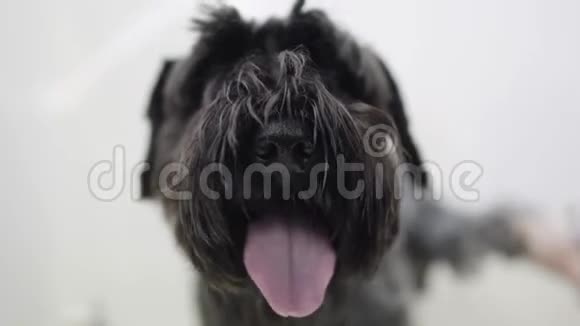 专业的动物美容师照顾动物新郎在美容狗沙龙里洗可爱的黑色小狗视频的预览图