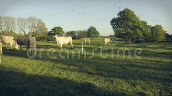 下午晚些时候一小群白母牛公牛和小牛在吃草带有斑点和划痕的老式电影效果视频的预览图