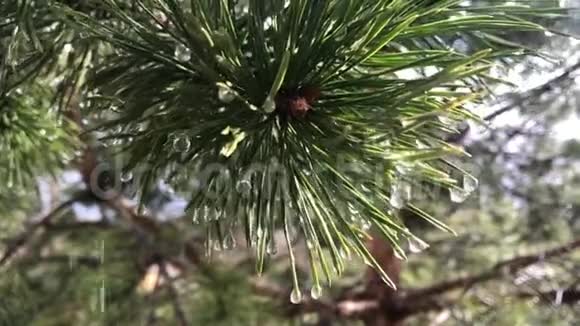 春雨中针叶树的松枝视频的预览图