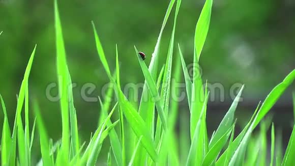 雨中的草和瓢虫视频的预览图