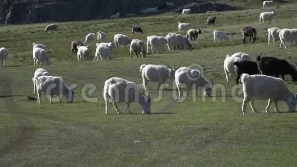 一群羊在阳光明媚的日子在草地上放牧视频的预览图