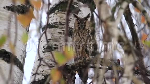 猫头鹰坐在秋雪的树枝间视频的预览图