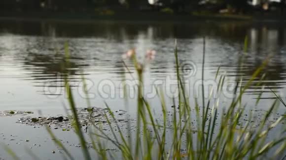绿草如茵的穗子和花朵在海的背景上随风摇曳视频的预览图