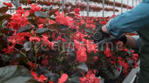 4K手伸出手去触摸大型温室中的年轻植物农业或科学产业视频的预览图