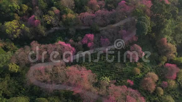 鸟瞰樱花或樱花在清迈泰国视频的预览图