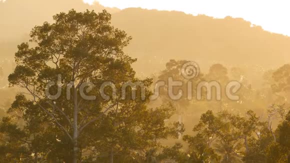 傍晚时分丛林里充满异国情调的森林在阳光的照耀下雾在山附近绿树掩映着薄雾的树林视频的预览图