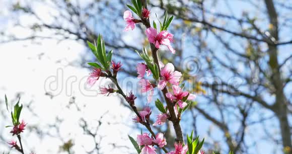 桃花开了粉红色的花在树上春天的自然视频的预览图