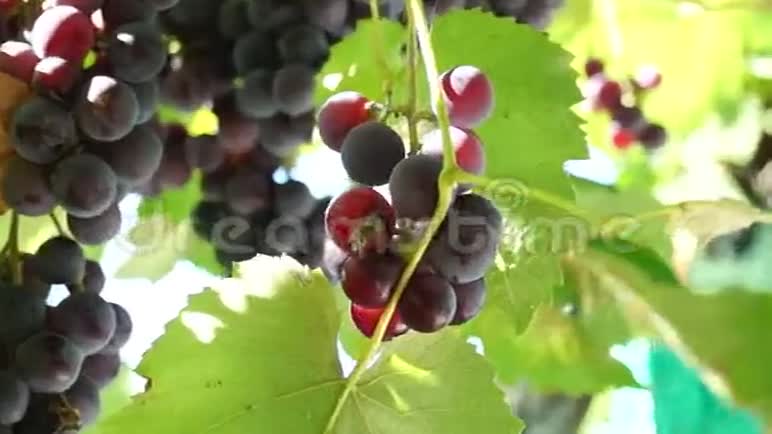 一串串被太阳照亮的葡萄大葡萄绿色葡萄紫色葡萄农业和酿酒视频的预览图