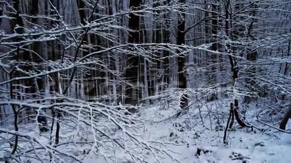 雪林中镜头移动下雪了视频的预览图