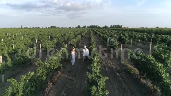 无人看葡萄酒农场幸福的女孩和男朋友走在葡萄园中的一排排视频的预览图
