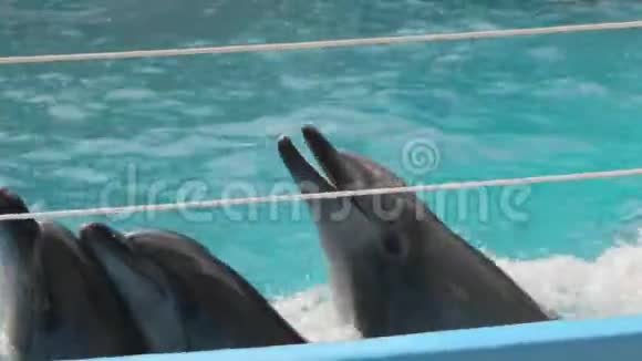 三个训练海豚游泳视频的预览图