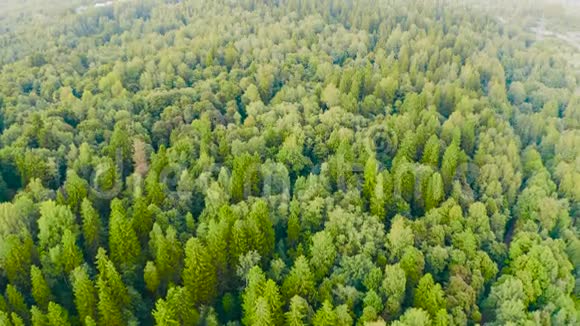 欧洲背景混合落叶林夏季绿树空中俯视图视频的预览图