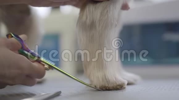 宠物美容师用剪刀在美容师沙龙里把小狗的毛剪在爪子上专业动物理发师视频的预览图