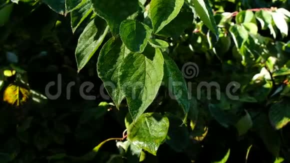 滴露在绿叶上雨后树叶在阳光下发光镜头移动视频的预览图