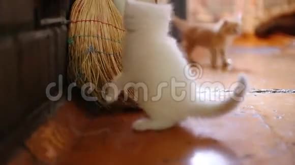 可爱的小猫在室内玩耍视频的预览图