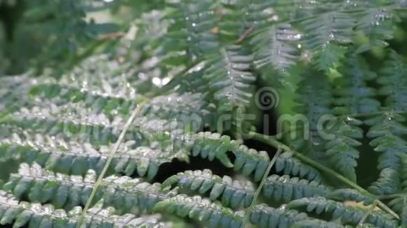 在绿色蕨类植物上喷水视频的预览图