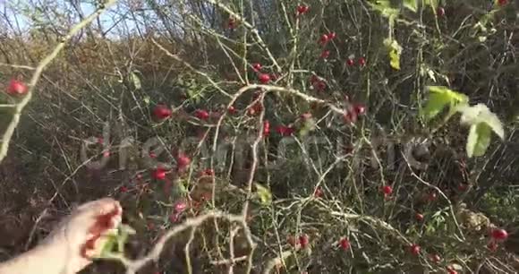 采集野生玫瑰花石榴在大自然中进行凉茶视频的预览图