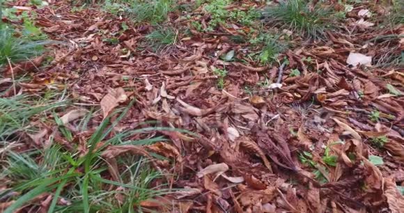在森林里靠土壤寻找栗子采集板栗进行装饰视频的预览图
