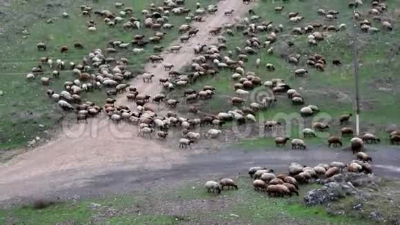 一群羊和公羊在草地上慢悠悠地走着视频的预览图