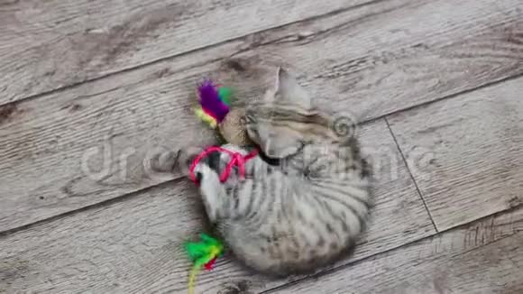 小灰猫在地板上玩玩具视频的预览图