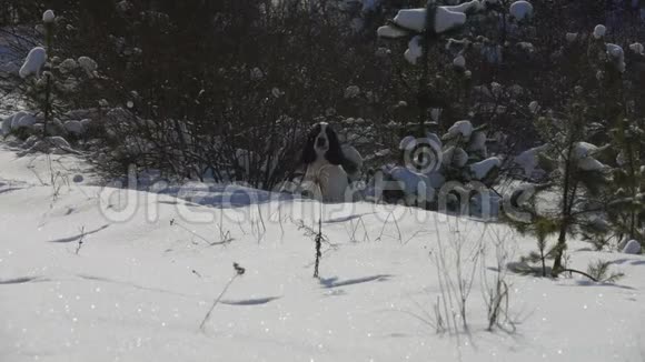 在公园里奔跑的黑白猎犬视频的预览图