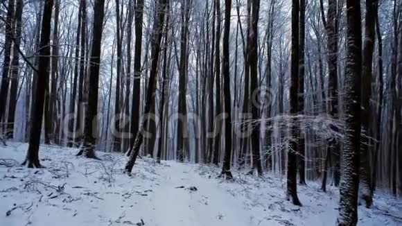 雪林中镜头移动下雪了视频的预览图