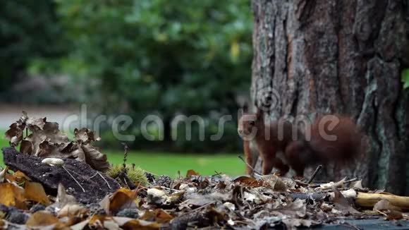 红松鼠坐在树枝上视频的预览图