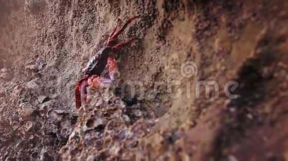 伊朗霍尔木兹岛日落时海岩上一只红蟹的特写镜头视频的预览图