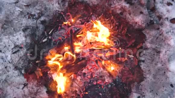 篝火在树林里的雪地里燃烧在白雪覆盖的树木的背景下燃烧寒冷的冬天着火了雪森林旅游视频的预览图