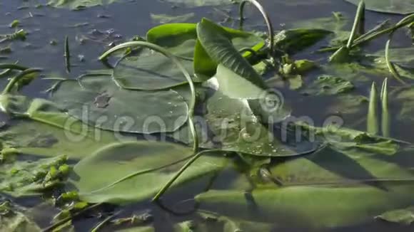 夏季水面上的植物黄冠被大风吹走视频的预览图